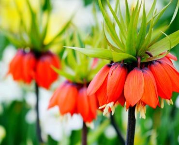 Фритилария - Fritillaria Imperialis Aurora